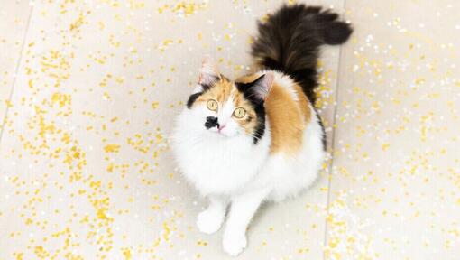 Alle informatie over dracht bij katten | Purina